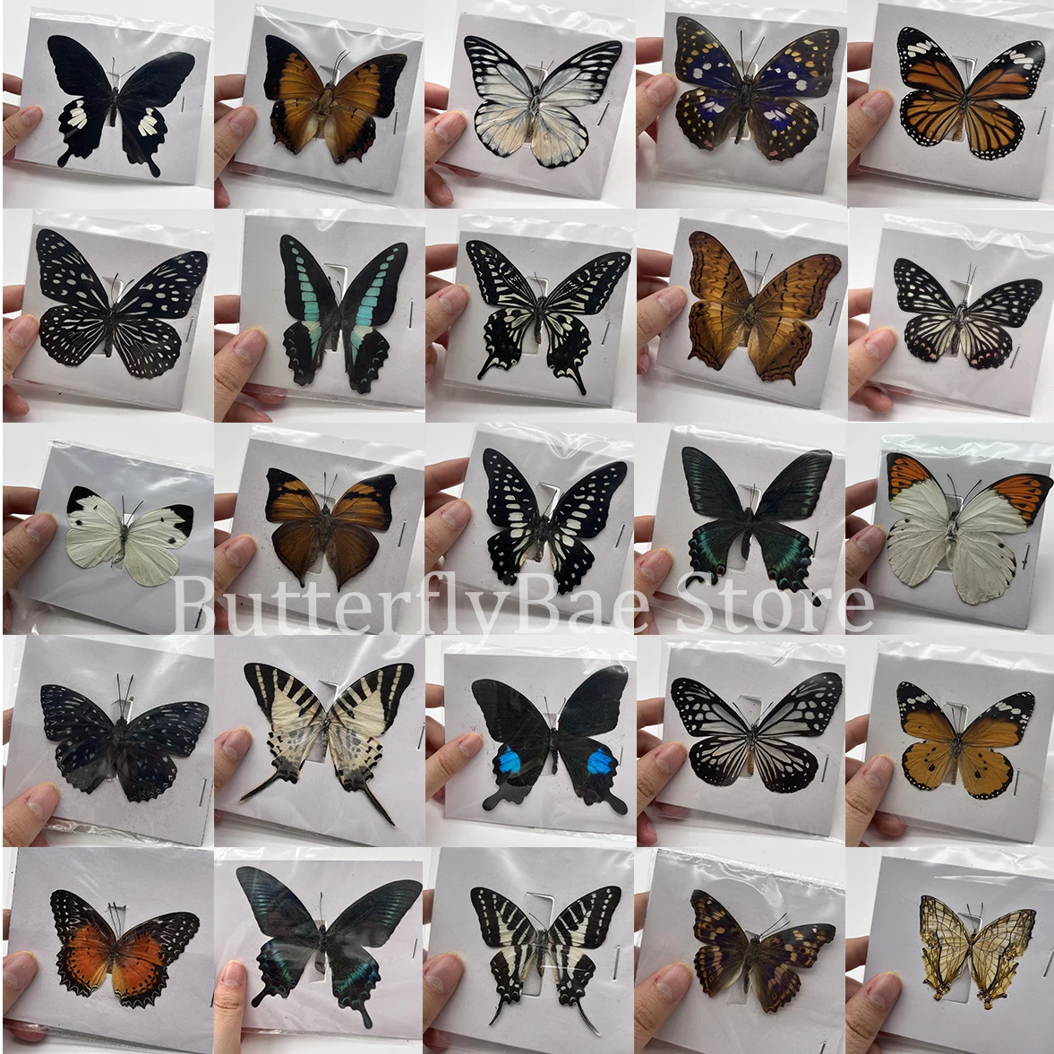 10-100Pcs Real Butterfly Specimens Insect Figurines Production Charm Home Decoration Accessories for Living Room Collection Art