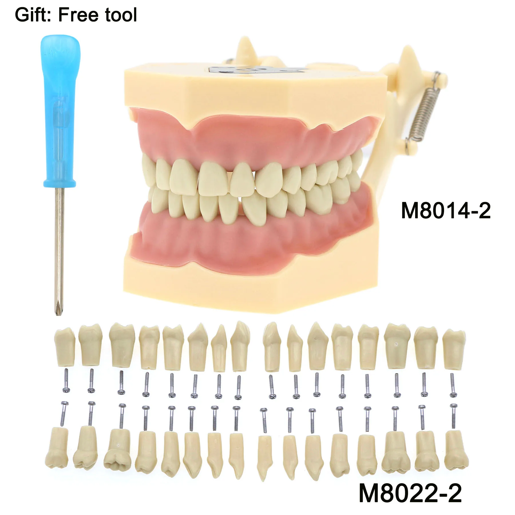 

Dental Restorative Typodont Teeth Model Frasaco AG3 Type M8014-2 32Pcs Removable Teeth M8022-2