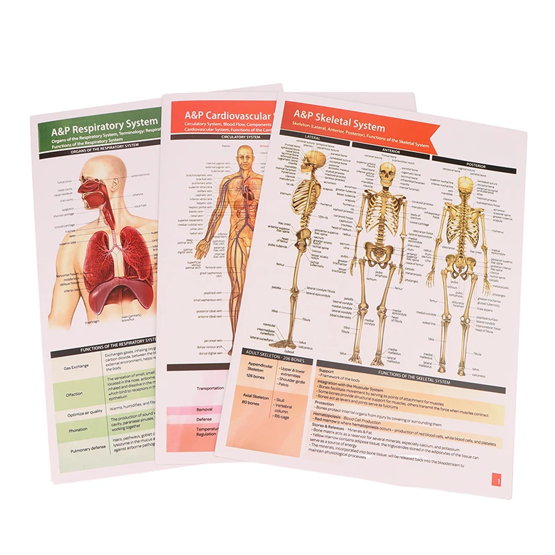 

Anatomy & Physiology Study Guides - Set Of 10 Human Anatomy Guides For Nursing Students Medical Professions