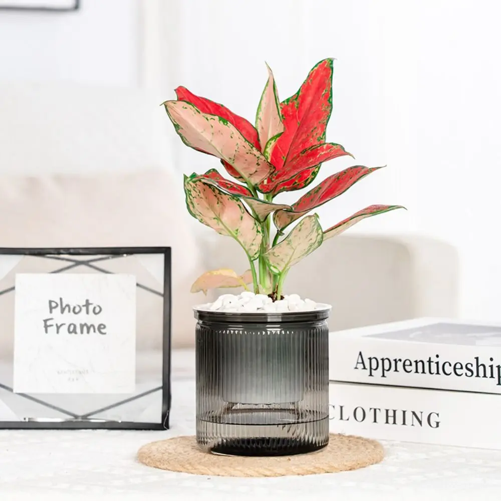 Plastic Self Watering Planter Pots Lazy Visible Water Level Self-watering Small Potted Transparent Bonsai Succulent Plant Pot