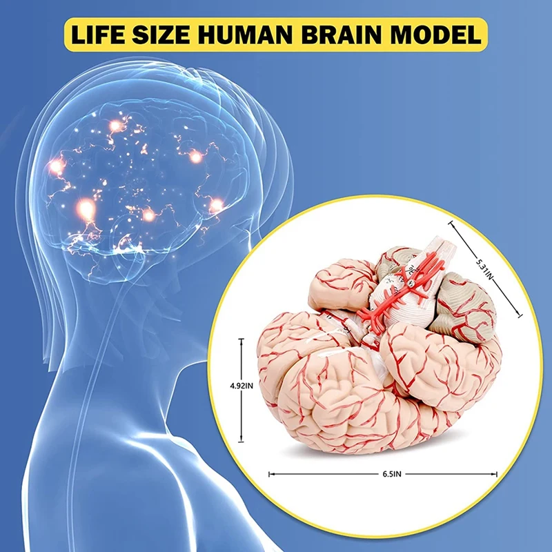 Human Brain Model,Life Size Human Brain Anatomy Model With Display Base, For Science Classroom Study & Teaching Display