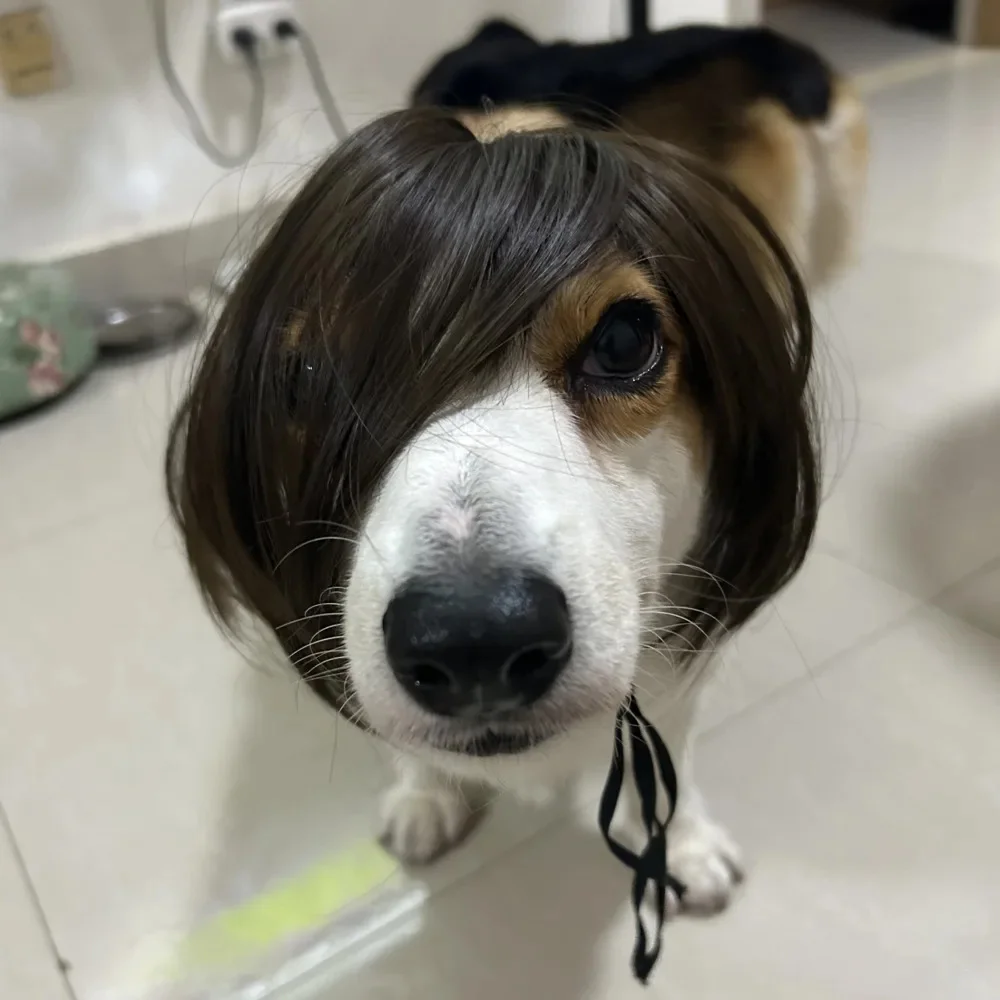 Pet Wigs Cosplay Props Funny Dogs Cats Cross-Dressing Hair Hat Costumes Head Accessories For Halloowen Christmas Pets Supplies