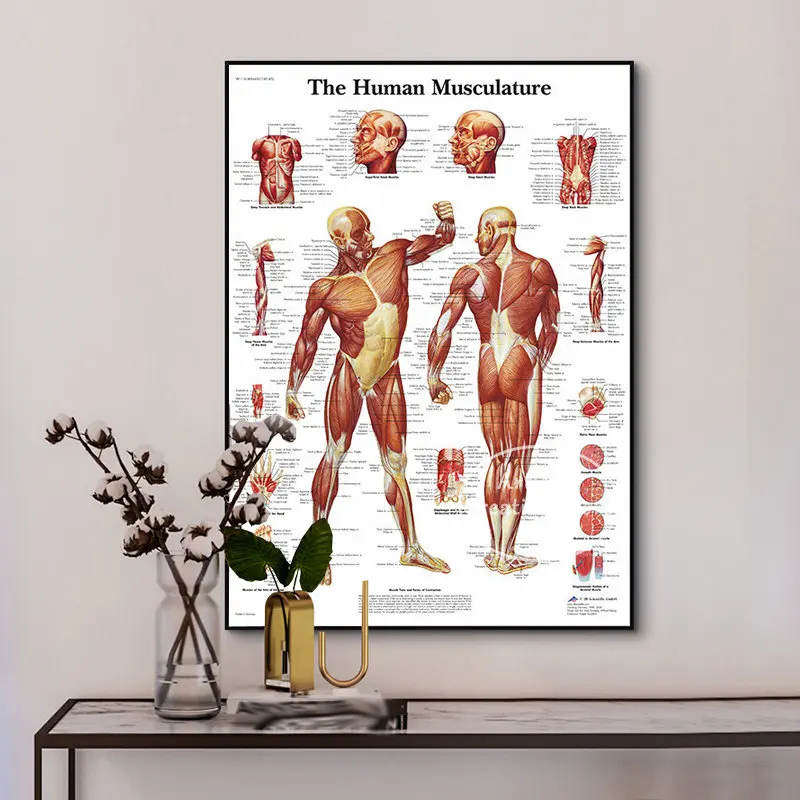 Human  Eye Anatomy Muscles System Poster Medical Educational Body Map Chart Art Picture Print Canvas Painting Clinic Wall Decor