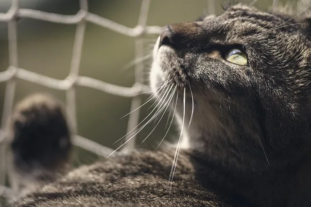 

New Claw 66*26mm Mud Terrain 1.3" Wheel Tires Set for 1/18 TRX-4M RC Crawler Car