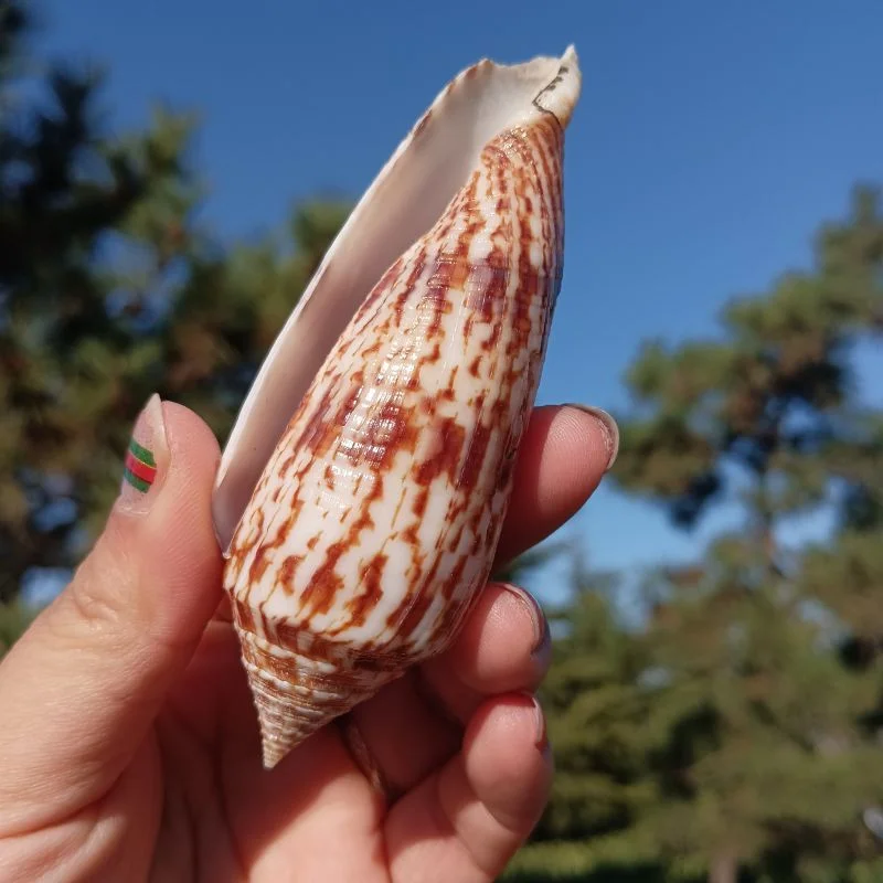 Natural Conch Long Taro Snail Shell, Fish Tank Decoration, Handmade Materials