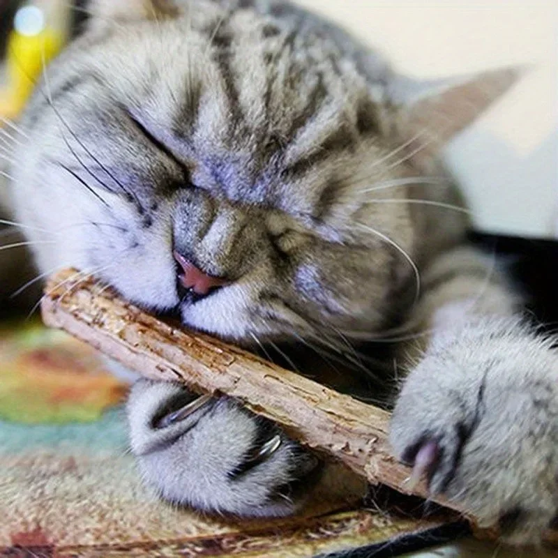 5Pc/Set Cat Cleaning Teeth Pure Natural Catnip Cat Molar Toothpaste Stick Silvervine Actinidia Fruit Matatabi Cat Snack Stick