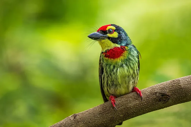 

Радиоуправляемая машина LDRC LD18401 1/18 4WD — имитация Range Rover, внедорожное скалолазание (детская игрушка)