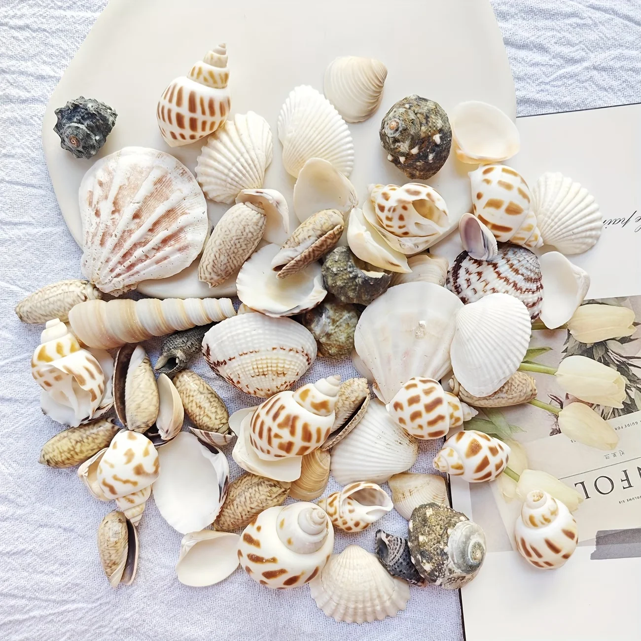 100g Meereswind-Muschelmix, Einzigartige Vielfalt an Schneckenschalen, Geeignet für Bodendekoration, Dekorative Muscheln für Aquarien – Detail 3