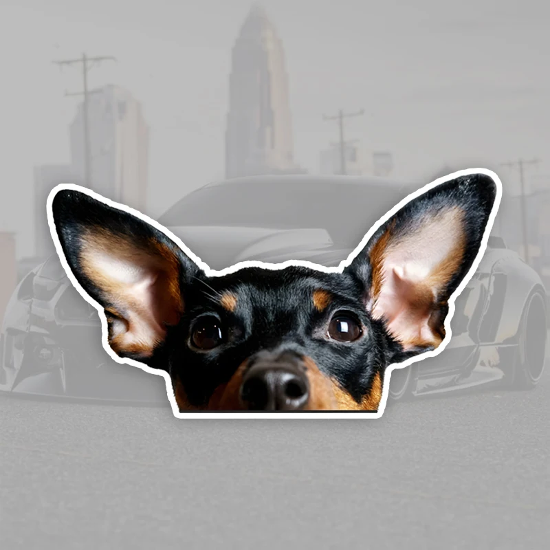 Pegatina de vinilo impermeable con diseño de perro Pinscher en miniatura, 15x8cm, calcomanía divertida para coche, motocicleta, ventana, parachoques