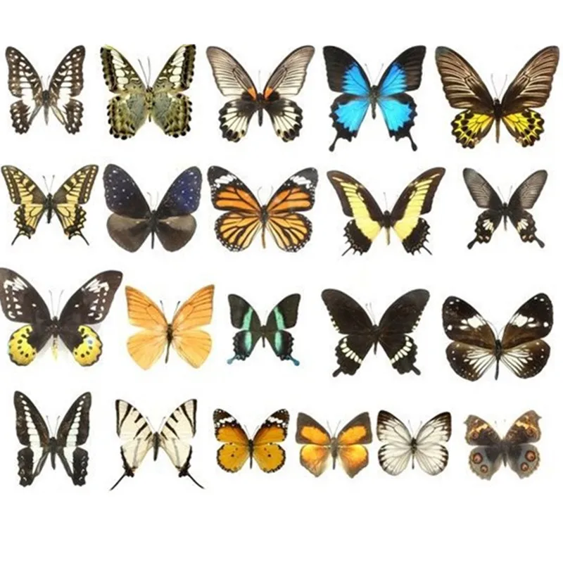 10Pcs Natural Real Natural Unmounted Butterfly Specimen Artwork Material Colorful Mixed Le Papillon Home Decoration DIY