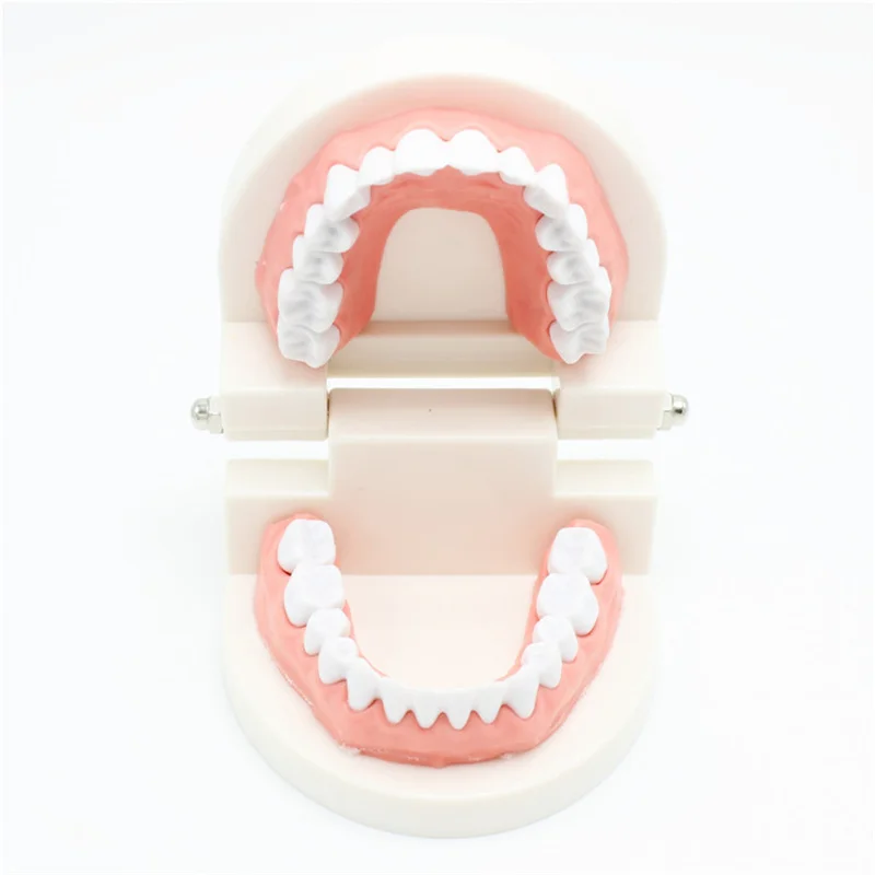 Modelo de dientes dentales para enseñanza, herramienta de demostración de estudio, dentista estándar, estudiante, 1 unidad