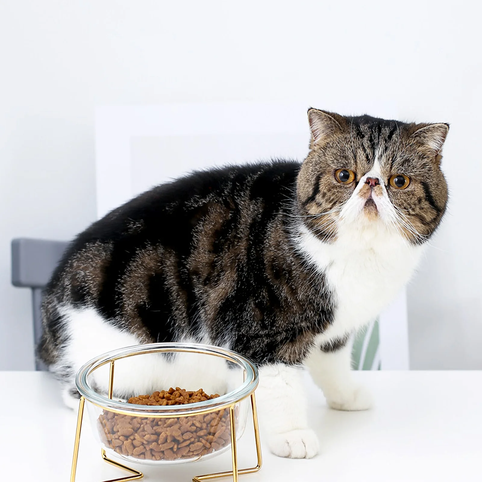 

1Pcs Oblique Glass Pet Feeding Bowl High Base Durable Cat Dog Food Water Feeder Comfortable Dining Pet Food Bowl