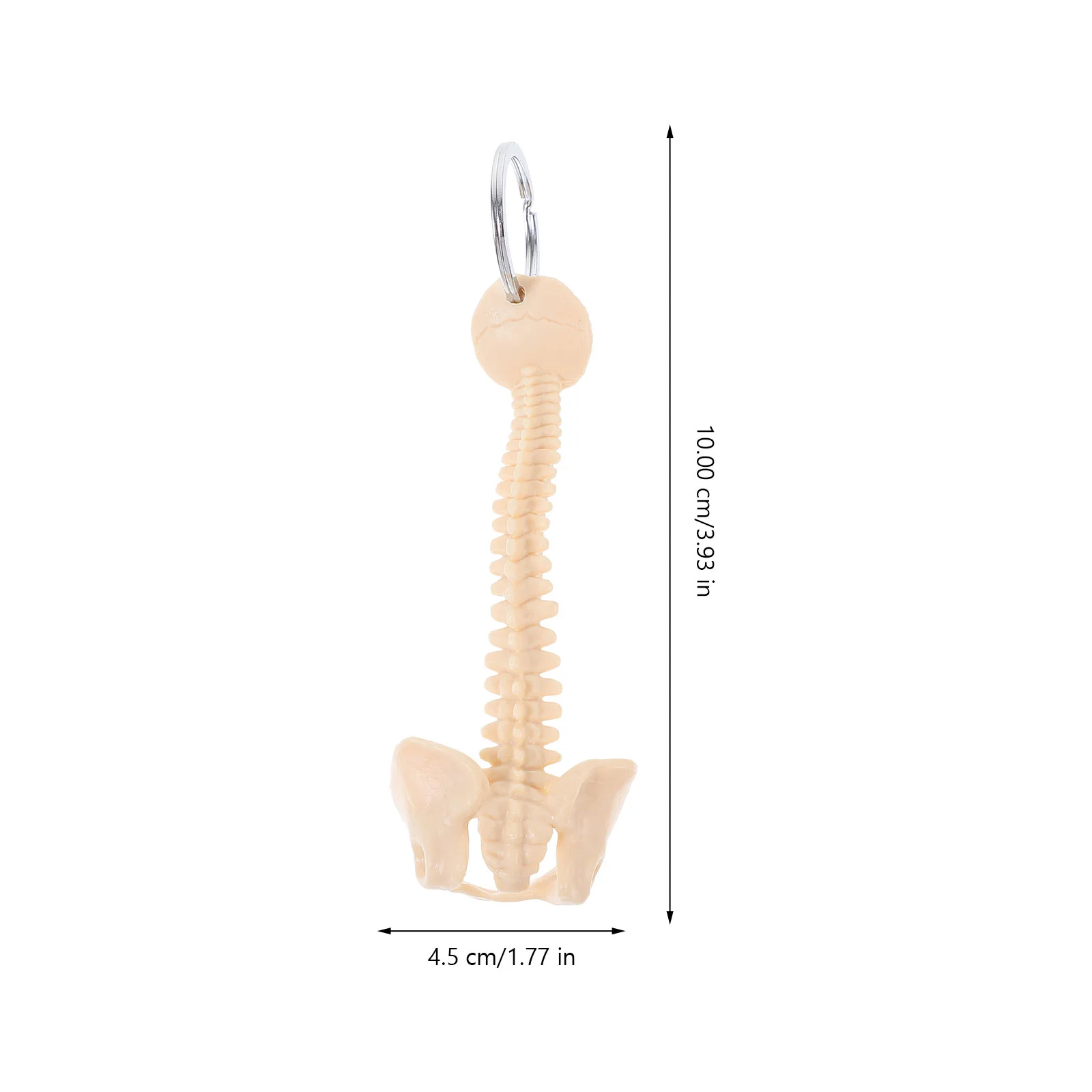 Keychain for Kids Human Spine Model Pendant Teaching Aid Keyring Car Ornament Child