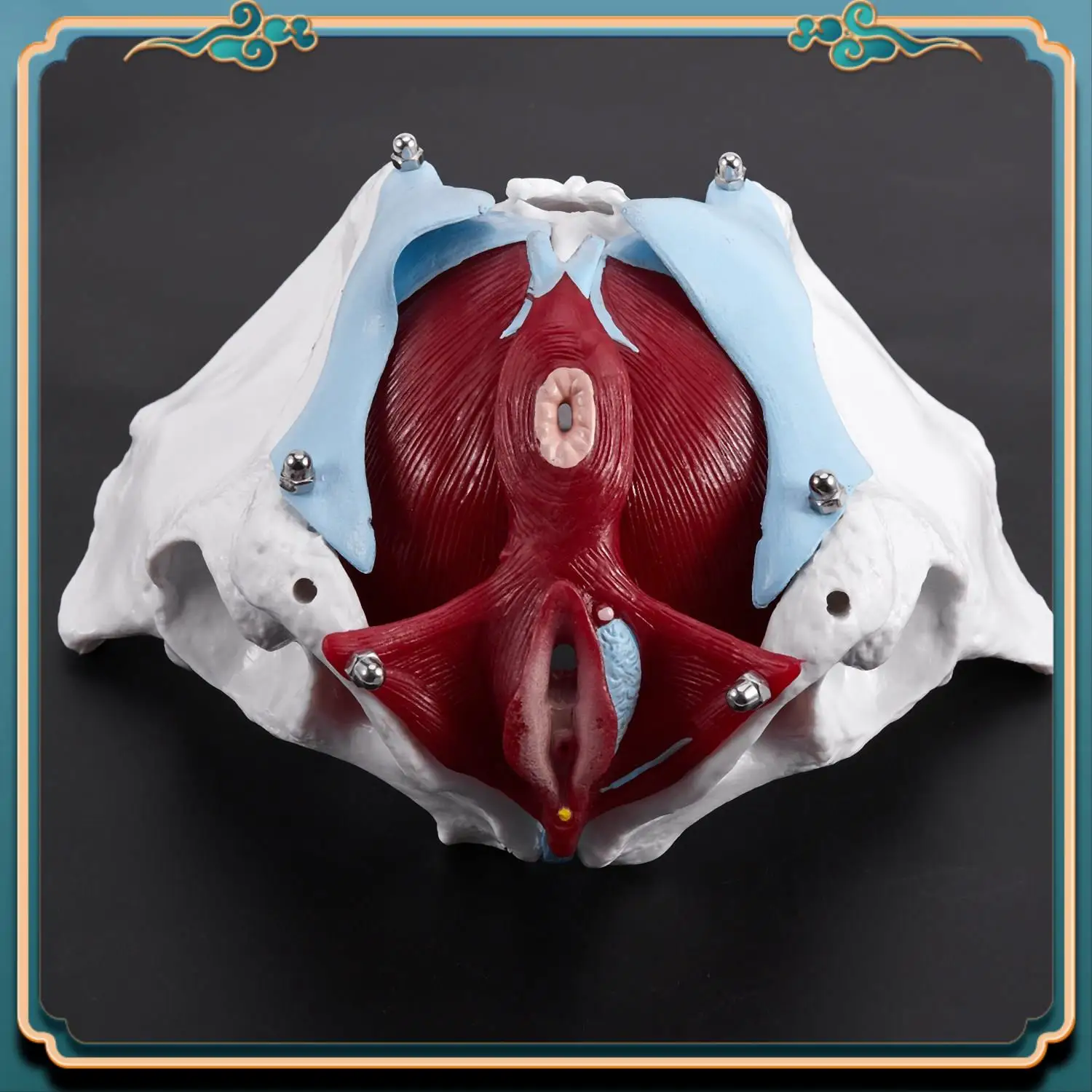 ABJG-Female Pelvis And Reproductive Organs Model Female Bladder Pelvic Floor Muscle Rehabilitation Anatomical Model