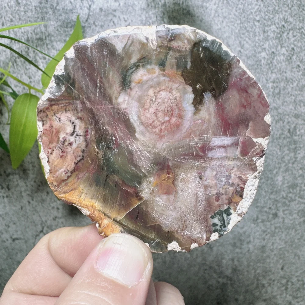 Quartz Stone Natural Petrified Wood Crystal Irregular Slice Reiki Healing Gem For Home Decoration Energy Specime Gift