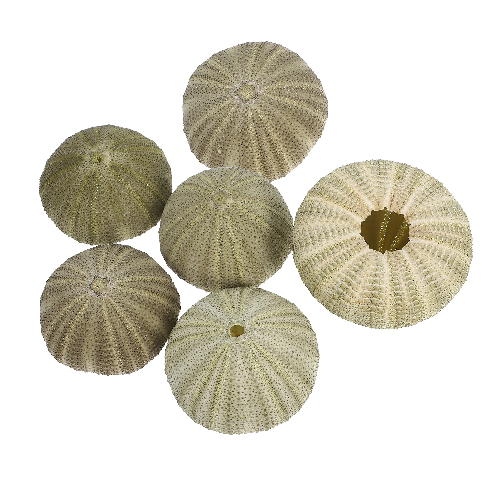 

Natural Sea Urchin Shells Coastal Beach Decor Unique Home Ornament Air Plant Display Holder Mini Desktop Shell For Diy Crafts