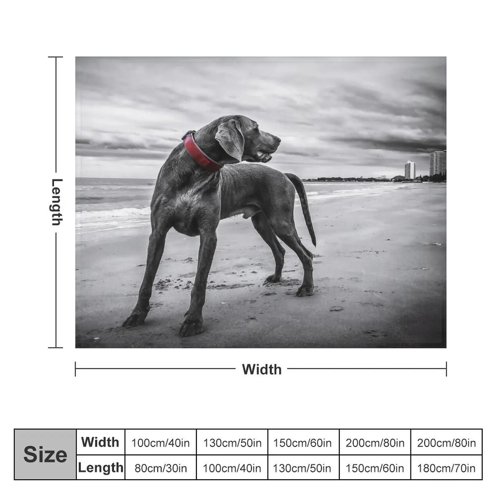 Weimaraner Throw Blanket Bed Fashionable Thin For Sofa Thin Weighted Blankets