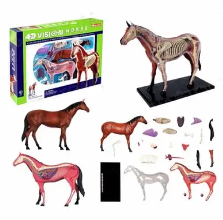 

4D MASTER Anatomical model for medical teaching of horse bones and visceral organs