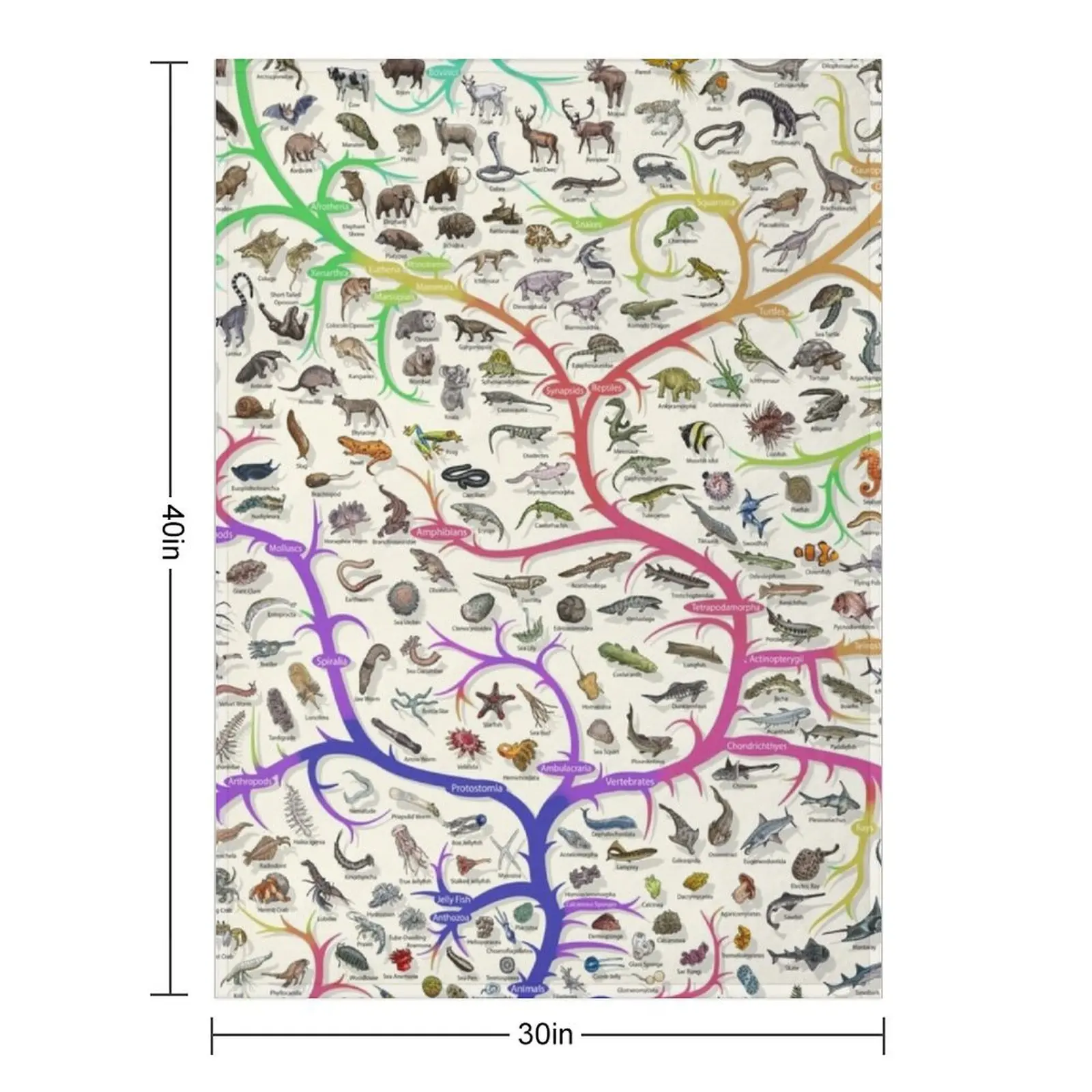 Animal Tree of Life Poster - Evolution - Colour (English Annotations) Throw Blanket Softest Bed Beach Blankets
