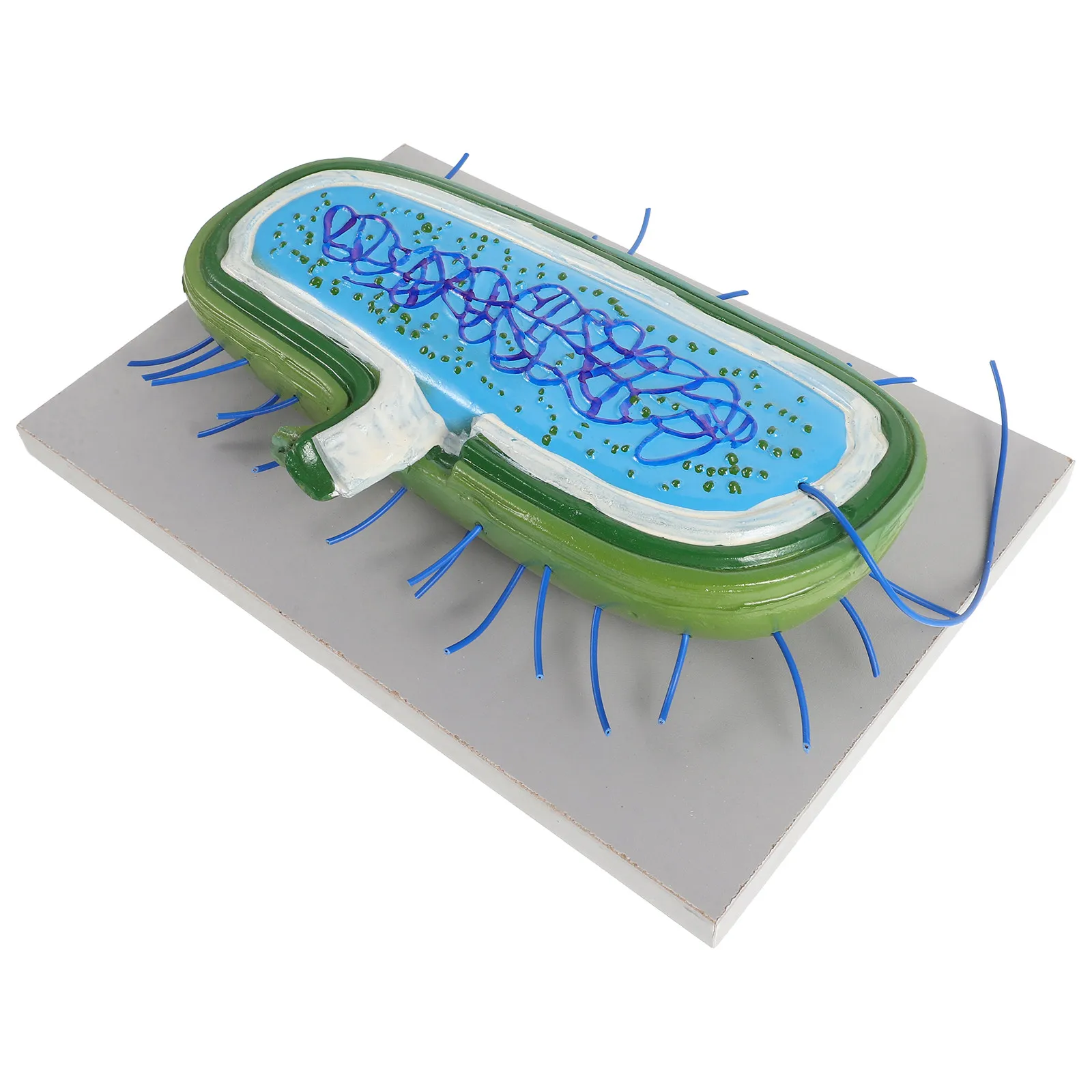 

Realistic 3D Bacteria Cell Teaching Aid Accurate Biological Structure for Classroom School Science Microbial Anatomy Study