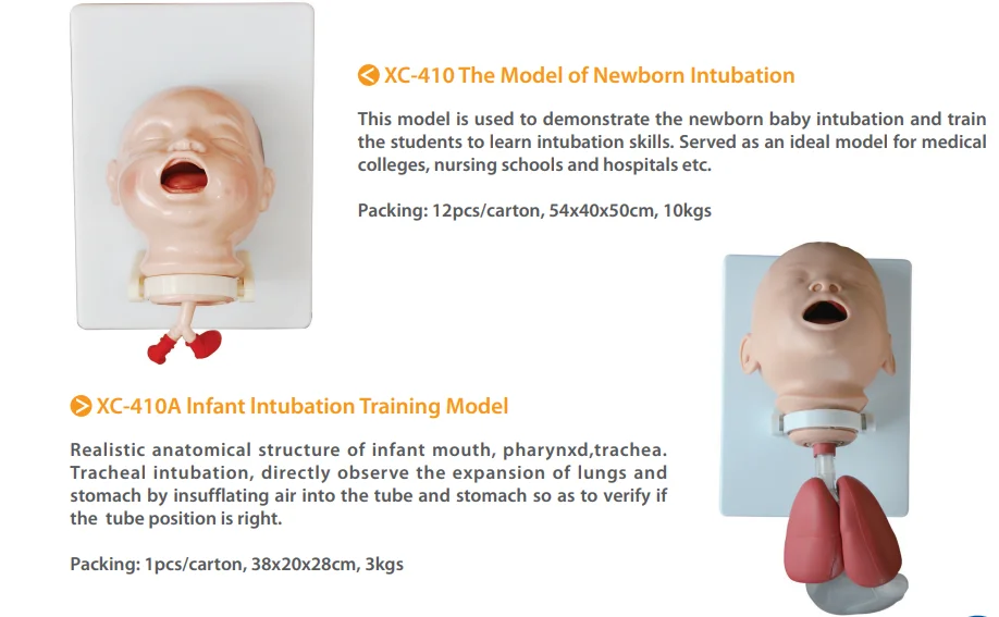 High Quality Mannequin Human Trachea Intubation Model For Human And Infant Newborn Training Medical Science Model