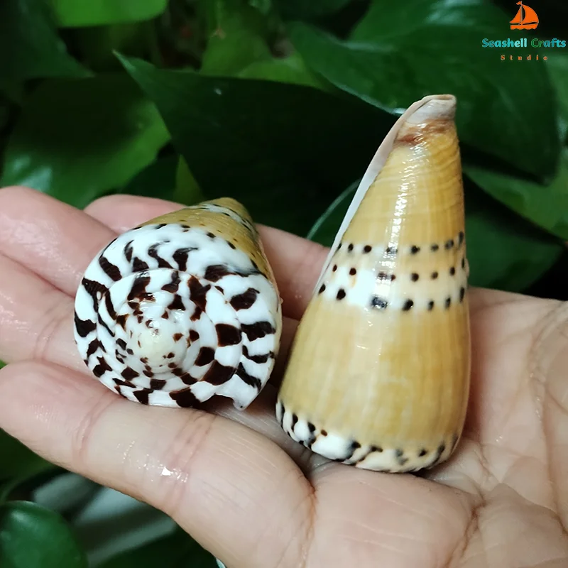 2 PC Natural Captain Cone Shell Conus Capitaneus Conch Brown Sea Shell Fish Tank Landscape Specimen DIY Collection Vase Filler