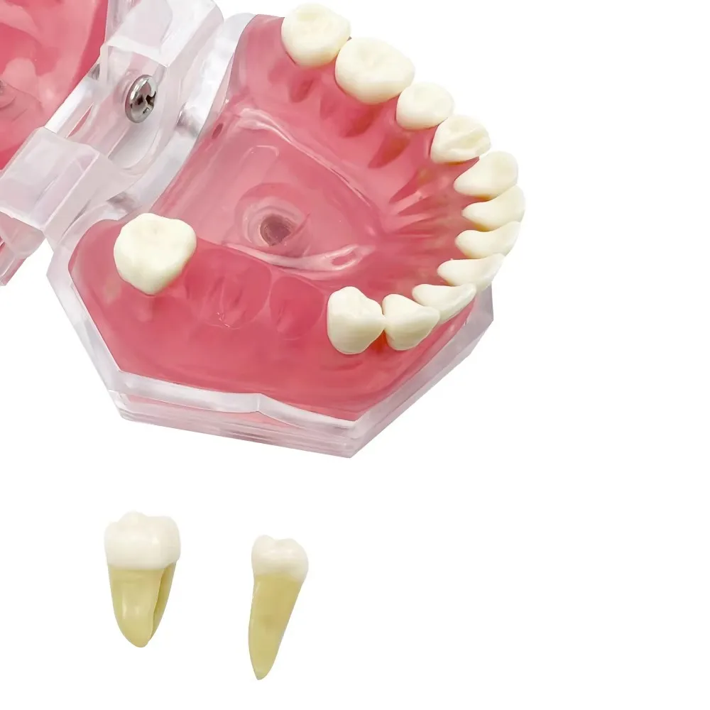 Dental Standard Typodont Model Soft Gum With 28 Removable Teeth Soft Gum For Dentist Teaching Research Communication PraticeDemo