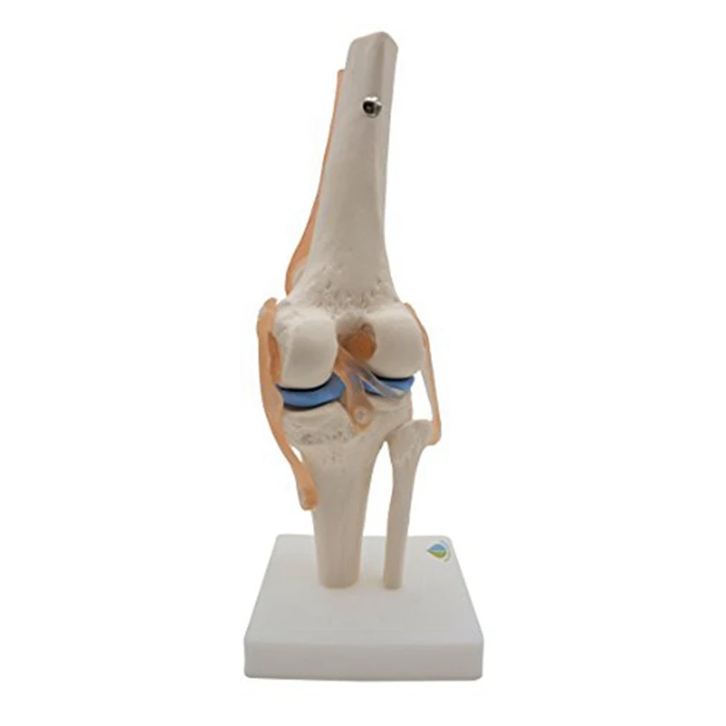 Anatomical Knee Joint Human Knee Joint Teaching Model With Ligaments Model, Life Size