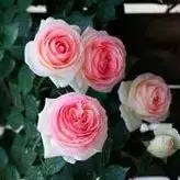 

36V 15Ah 21700 10S3P battery pack 15000mAh built-in 15A BMS, 250W-500W scooter, bicycle battery