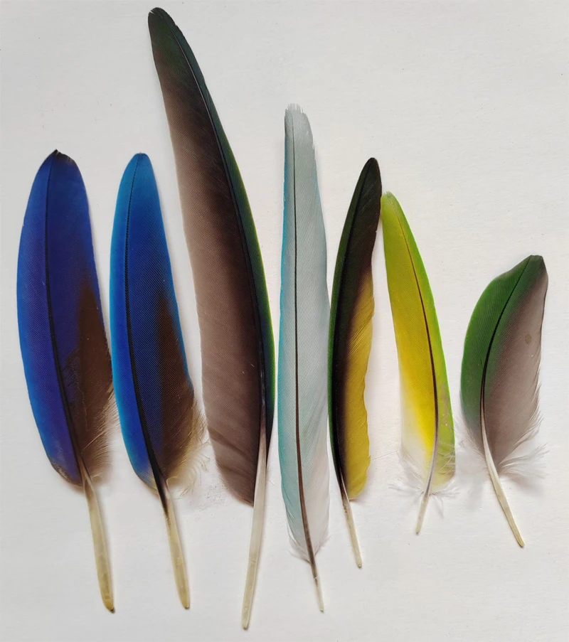 

7 шт./лот, длина 8-18 см, собранные великолепные перья попугая, декоративные перья естественного сарая для карнавала/поделки