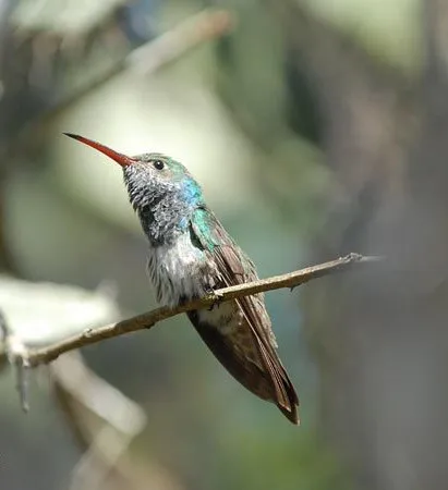 

4PCS Plastic Beadlock 2.2 Wheel Rims 64*35mm for 1/10 RC Rock Crawler Car Axial SCX10 Wraith RR10