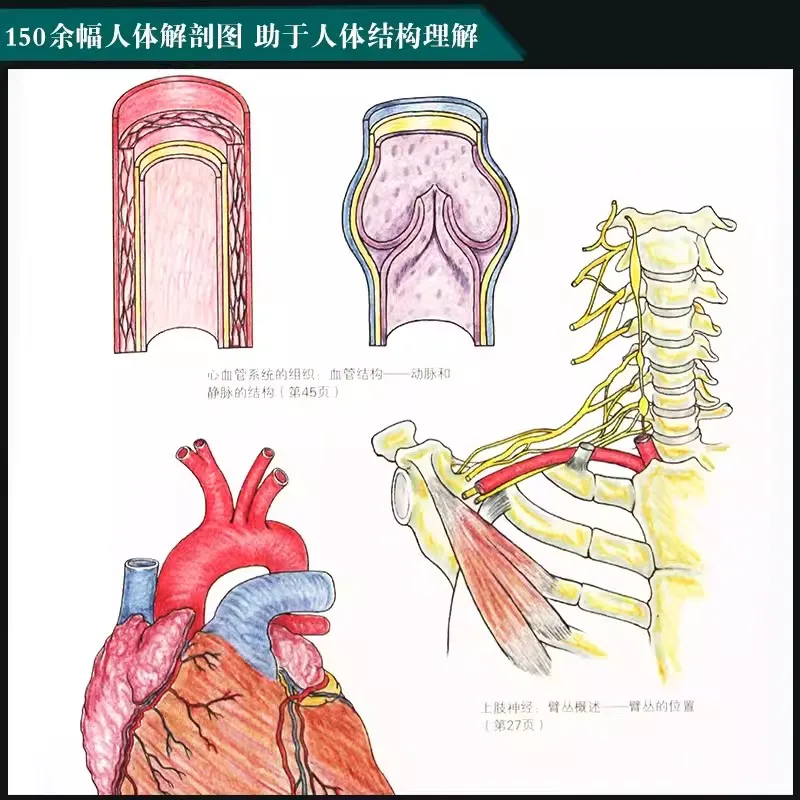 Livro De Colorir De Anatomia Humana Completa, Músculo Do Corpo, Desenho De Linha, Livros De Tutorial Clínico Médico