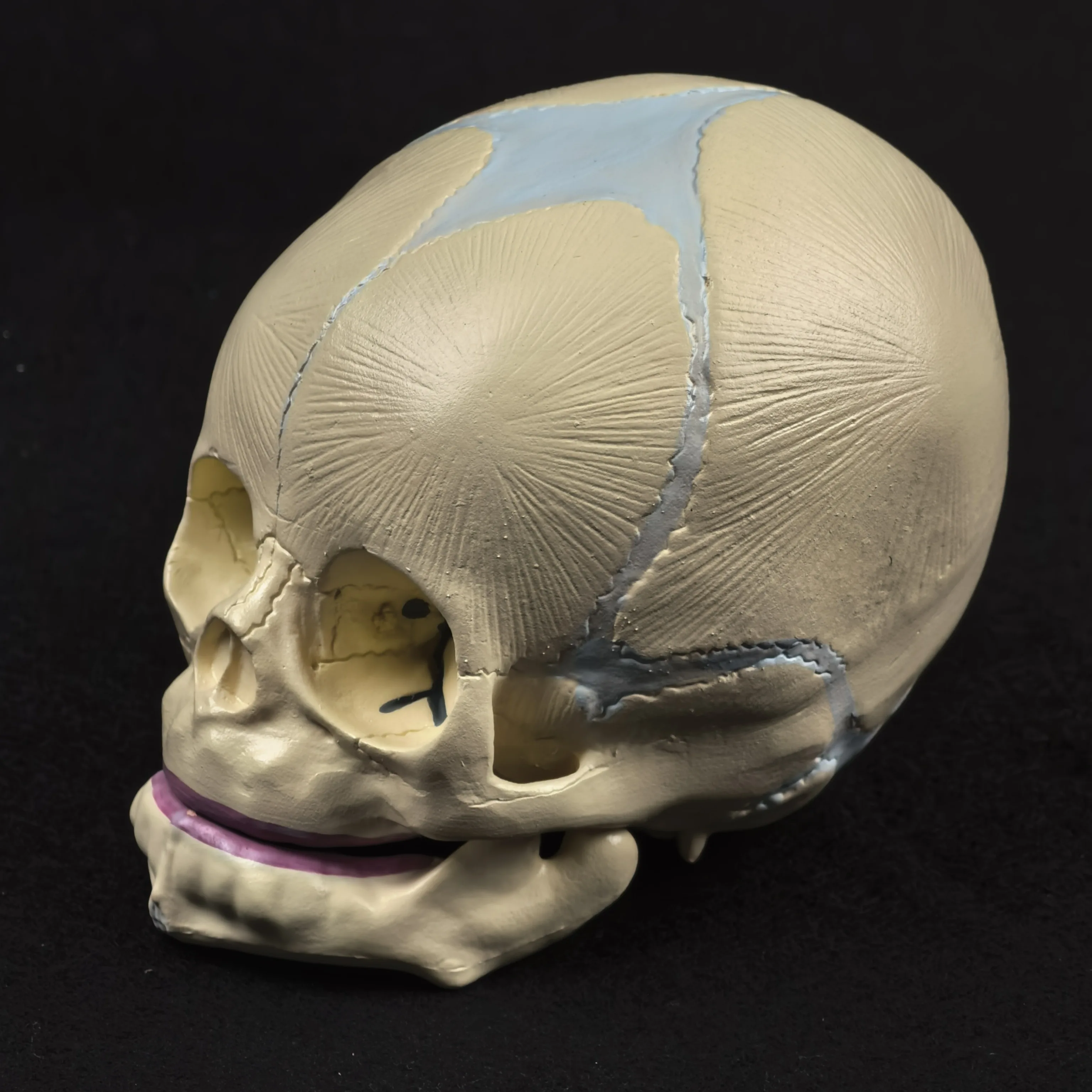 PVC Human Fetal Baby Infant Anatomical Skull Model High Simulation for Medical Art Sketch Educational Toy