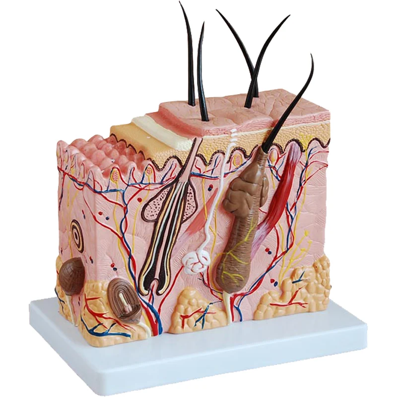

«Модель увеличенной кожи 70X — 3D-струкция волосяного фолликула и потного ввода для косметологического обучения»