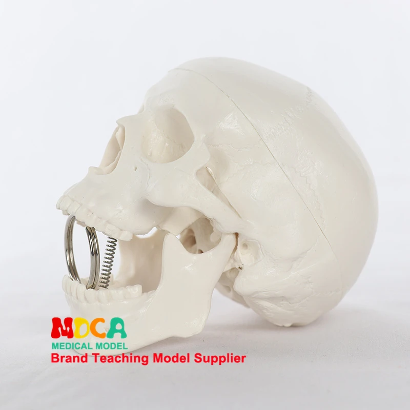 Human Anatomical Model Medicine Skull Human Model Anatomical Head Anatomy Teaching Skeleton Head Studying Teaching Supplies