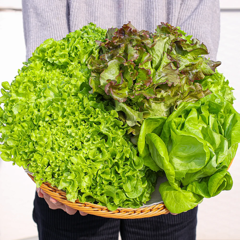 سلطة أوروبية مختلطة صديقة للبيئة 1 كجم #4