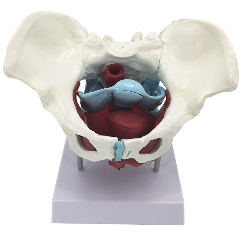 Female Pelvic Uterus Muscle Organ Anatomy Teaching Model