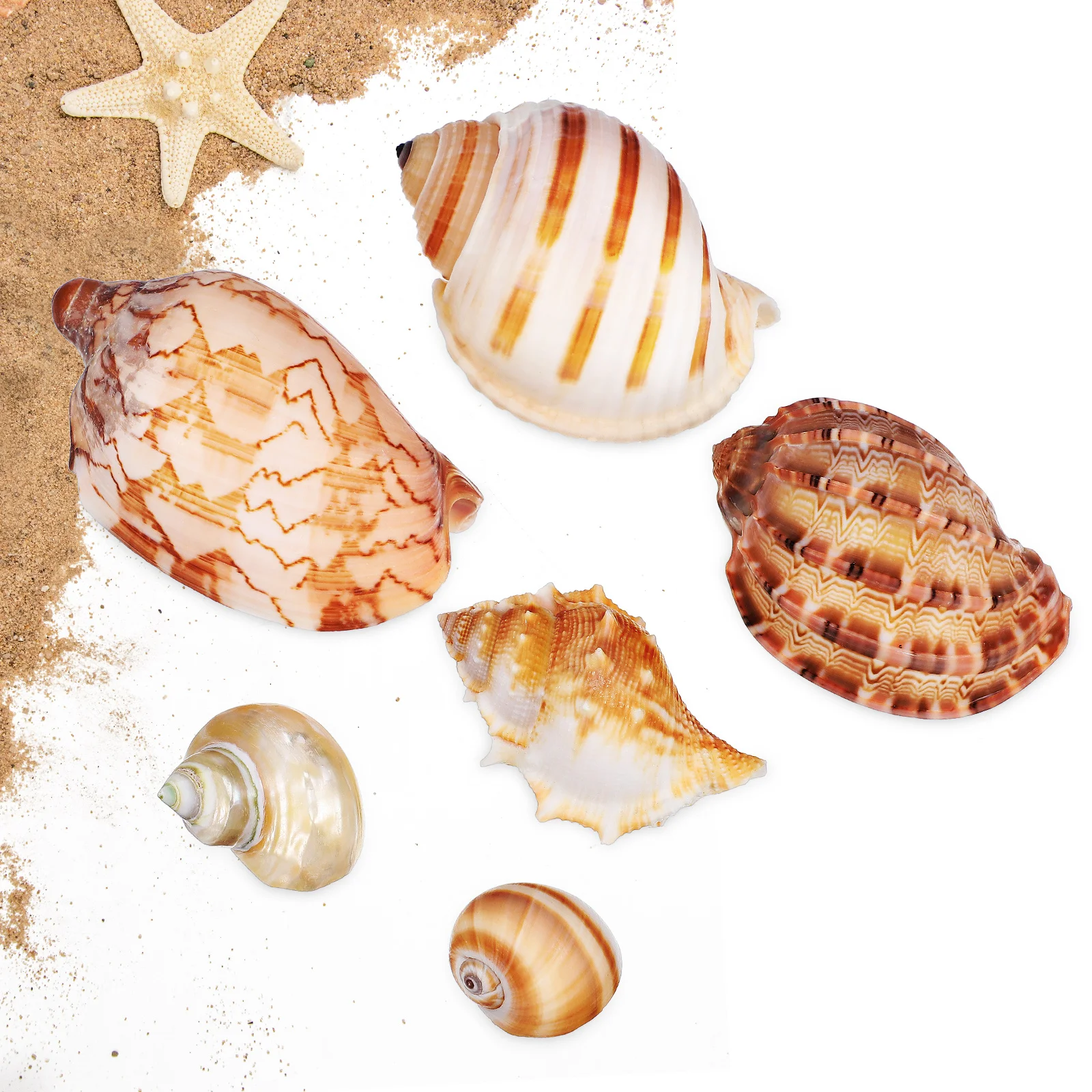 

6 pcs Shells Fish Desktop Conch Craft Crab Supplies Tank Crab Shells Decor Aquarium Decoration Pet Supplies