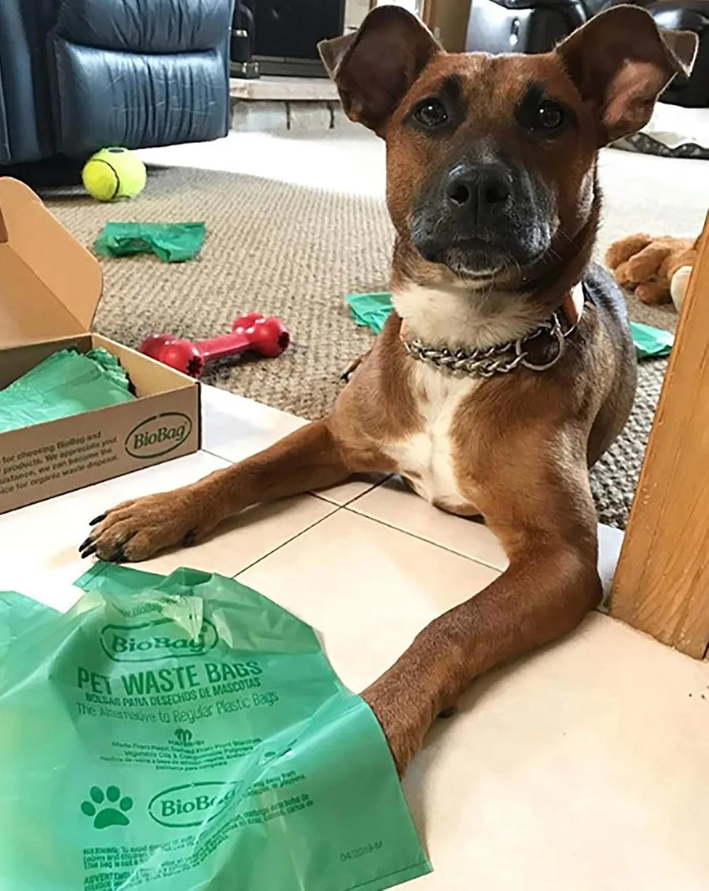 Premium Pet Waste Bags with Handles, Standard Size, 150 Count, for All Dog Breeds - view 4