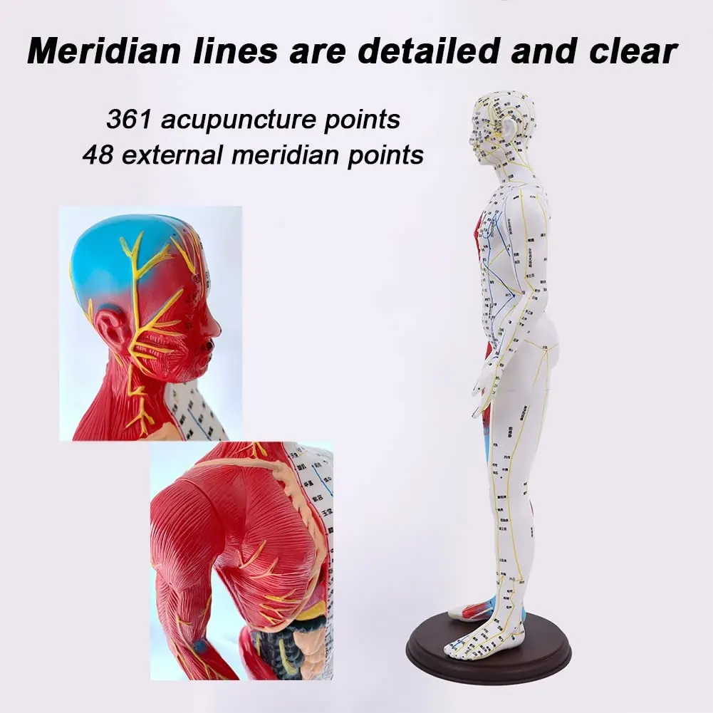 60cm Acupuncture Muscle Anatomical Male Model Meridians for Acupuncturists Professionals Training Teaching Education Supplies