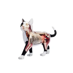 Animal Organ Anatomy Model 4D Cat Intelligence Assembling Toy Teaching Anatomy Model DIY Popular Science Appliances