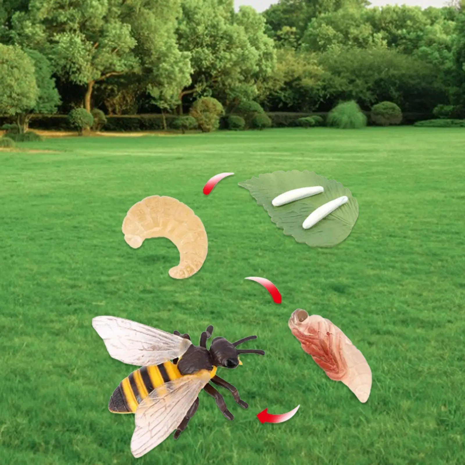 Bee Animal Life Cycle Figurines Hand Painted Learning Toys Educational Games for Children Basic and Life Skills Toys Elementary