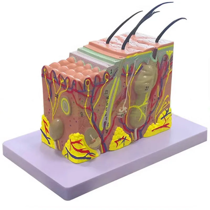 Медицинская научная человеческая кожа увеличение Анатомия медицинская модель