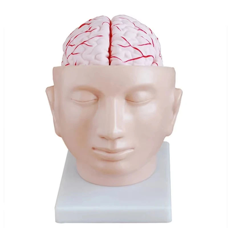 

High Quality Life Size Teaching Plastic Human Head Skull Anatomy Anatomy Brain Model with Arteries