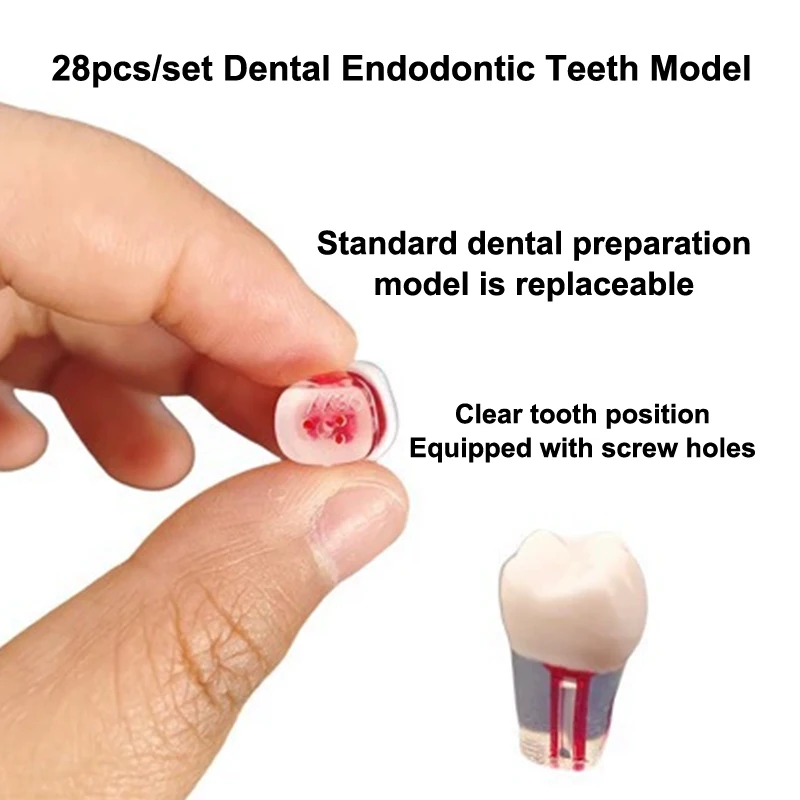 28pcs/set Endo Teeth Block Training Dental Endodontic Teeth Model Full Mouth Root Canal Practice Study Model