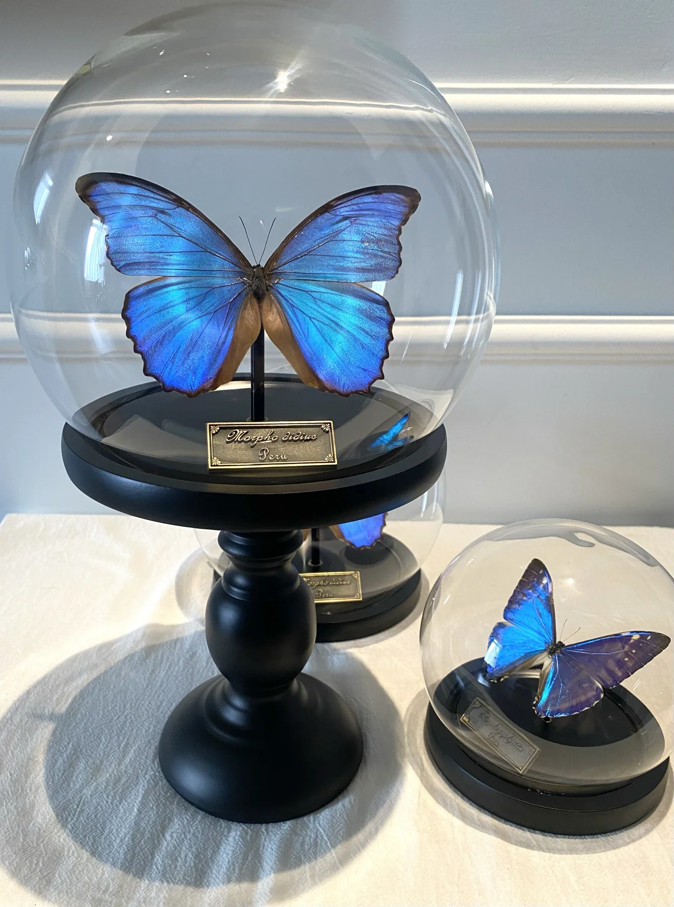 vlinderspecimen grote blauwe morpho vlinder onsterfelijke bloem glazen deksel afdichting ornament