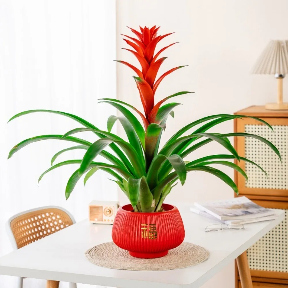 

Креативный самополивающийся гидропонный горшок для растений, пластиковый съемный цветочный горшок, мини-кашпо для суккулентов, настольная ваза