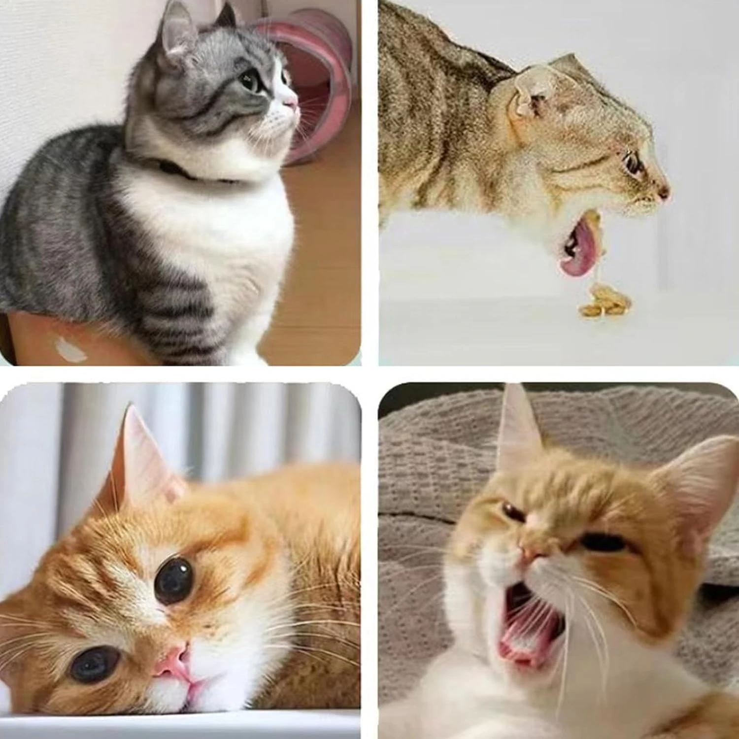 Engaging Catnip Ball Toy for Lively Playtime - Enticing Rotatable Spring Design Endless Entertainment Guaranteed Pet Happi