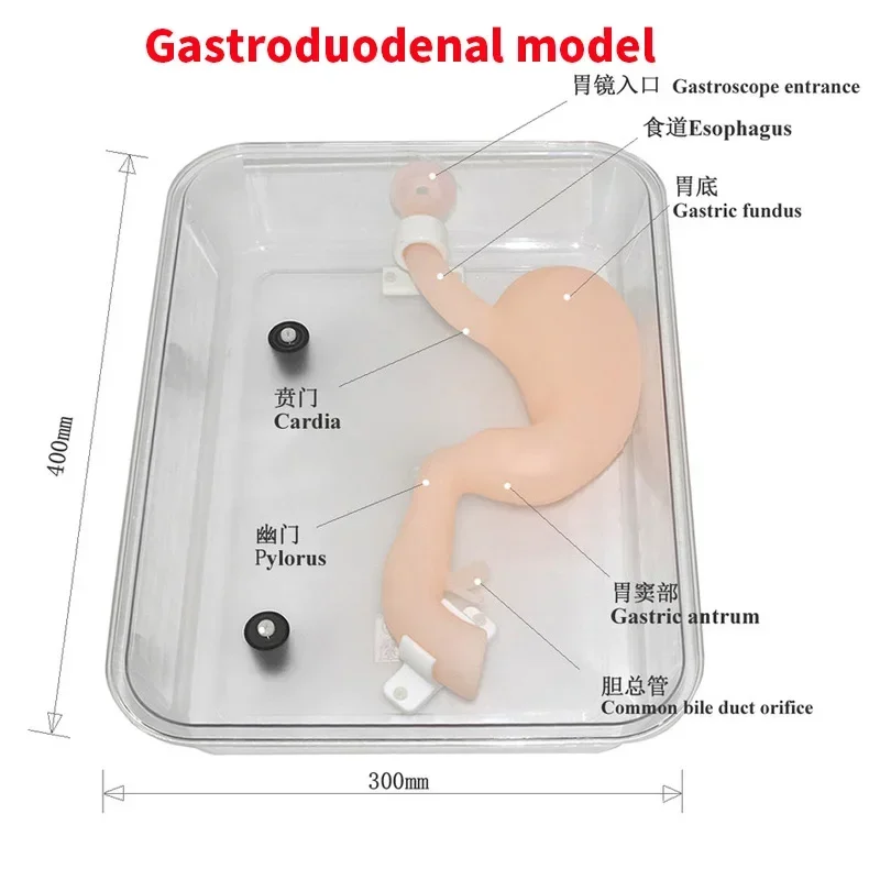 Gastroduodenum Gastroscopy  Laparoscopic Simulation  Gastroscope ERCP Model