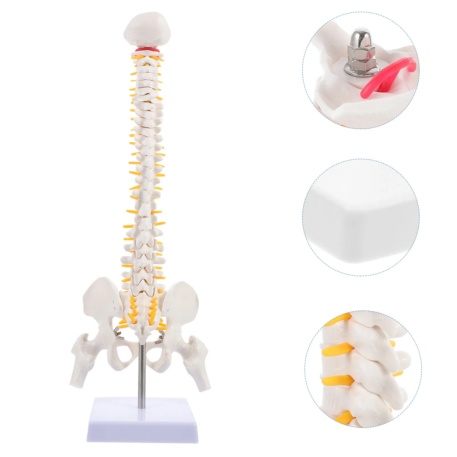 1Pcs Human Spine Vertebral Column Anatomy Teaching Aid Tailbone Pelvis Practice Training Tool for Students